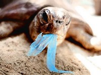 /album/fotogaleria-galeria/turtle-plastico-azul-1-jpg/